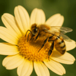 Stonewall Apiary