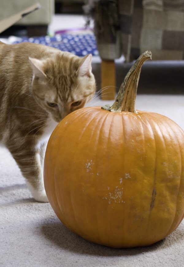 Pumpkin's Spice - Image 3