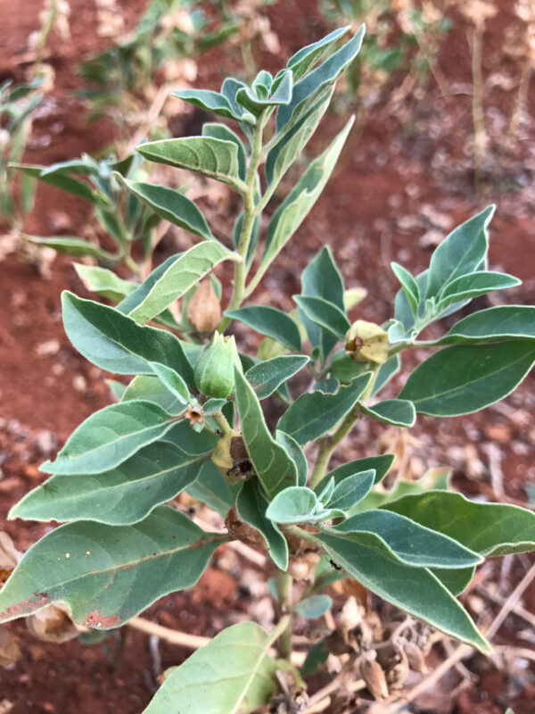 Ashwagandha Capsules - Image 5