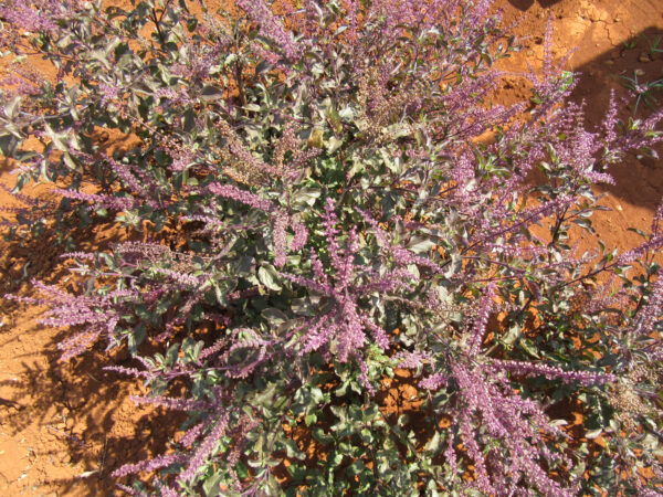 Holy Basil Dual Extracted Powder - Image 5