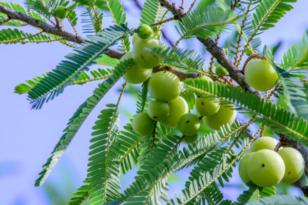 Amla Capsules - Image 6