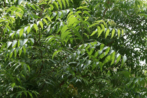 Neem Leaf Capsules - Image 5