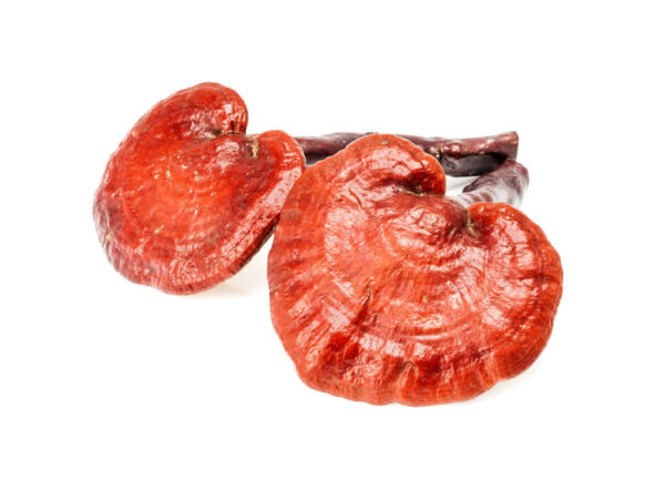 Reishi & Hawaiian Cinnamon Cacao Tea - Image 4