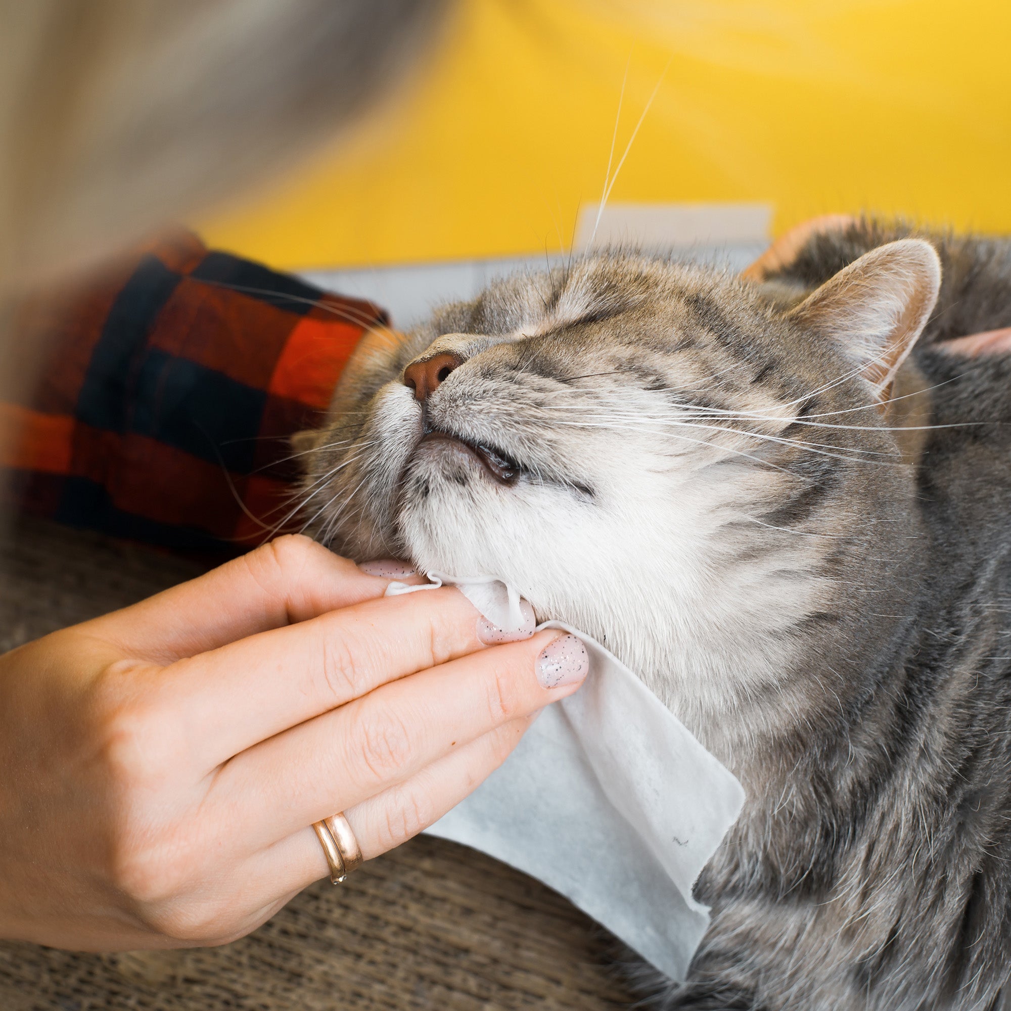 Furry Fresh Pet Wipes - Lavender Scented, 100 Extra Large Wipes - Image 2