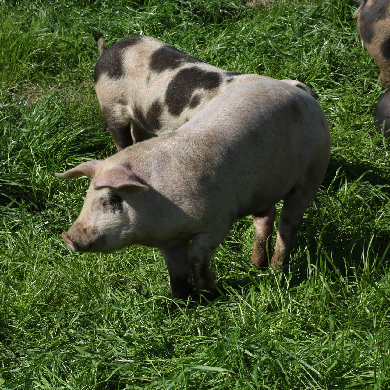 EPIC BK PK RND HIM SSALT ( 12 X 2.5 OZ ) - Image 6