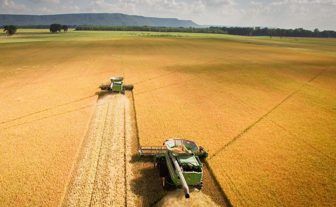 RFF RICE GOLDEN ( 6 X 24 OZ ) - Image 5