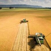 RFF RICE BASMATI WHITE ( 6 X 24 OZ ) - Image 4